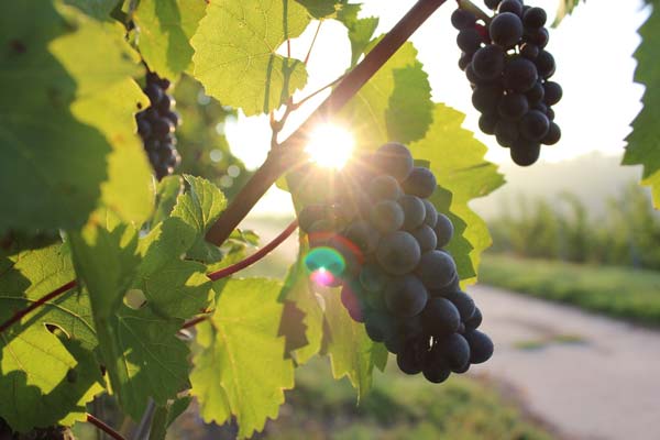 vignes