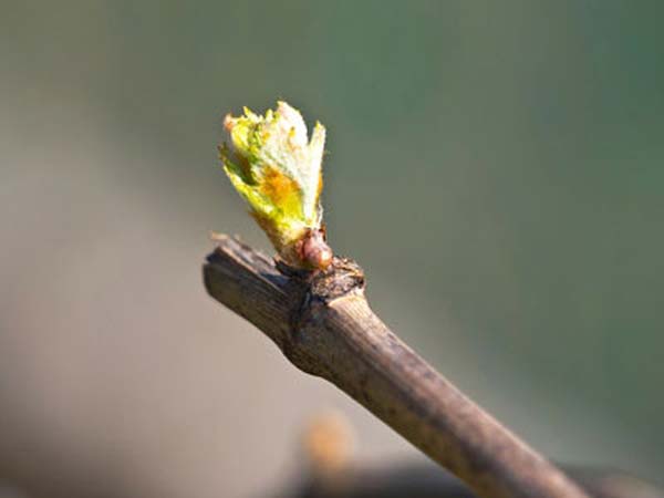 debourrement vignes