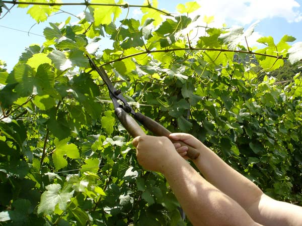effeuillage vignes