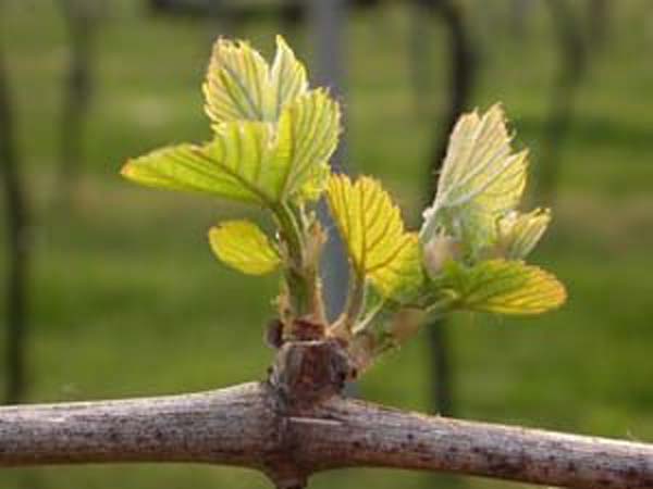 feuillaison vignes