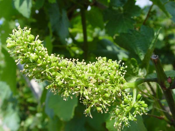 floraison vignes