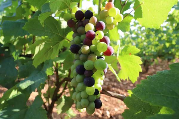 maturation vignes