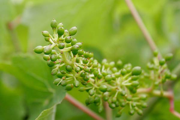 nouaison vignes